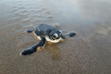 Where To See And Help Sea Turtles In The U S Travel Channel