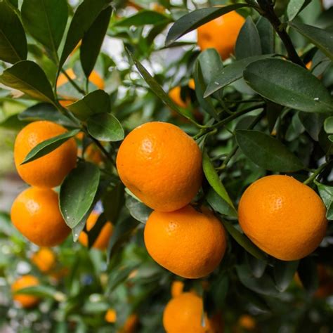 Mandarin Citrus Reticulata Glissando Garden Center