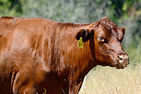 Rare Red Poll Cattle Now Living On Marrowstone Island Animals To Be