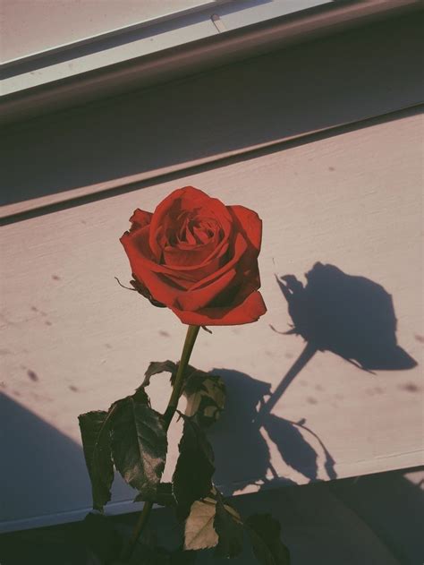 Hd fond d'écran nébuleuse rouge éclatant. Rose rouge fermée fond d écran 1001 images pour un fond d ...