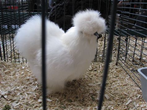 Fluffy White Feathered Chicken At The Minnesota State Fair Minnesota