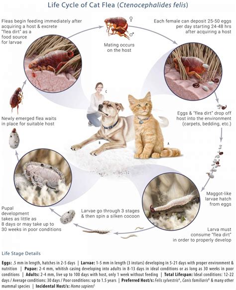 How Long Do Fleas Live After Treatment Pest Phobia