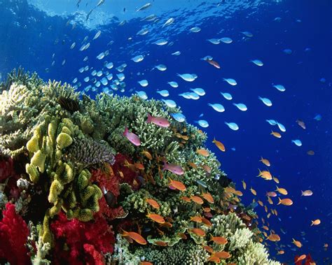 Wallpaper Landscape Animals Sea Nature Plants Underwater Coral