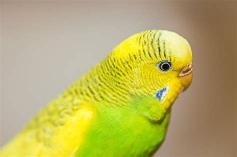 117 Yellow Green Female Budgerigar Parakeet Stock Photos Free