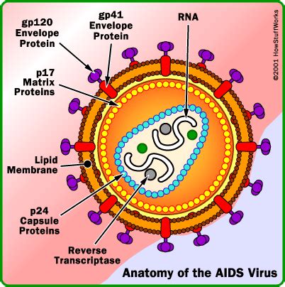 Virus hiv terus menerus melakukan mutasi permukaan dengan cepat, dan tiap generasi baru berbeda dengan yang sebelumnya. Definisi dan Patofisiologi Penyakit HIV / AIDS | Zona Info 45
