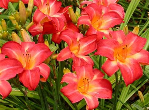 Download daylilies images and photos. Daylily (Hemerocallis) - Nutrition Facts, Benefits, Uses ...