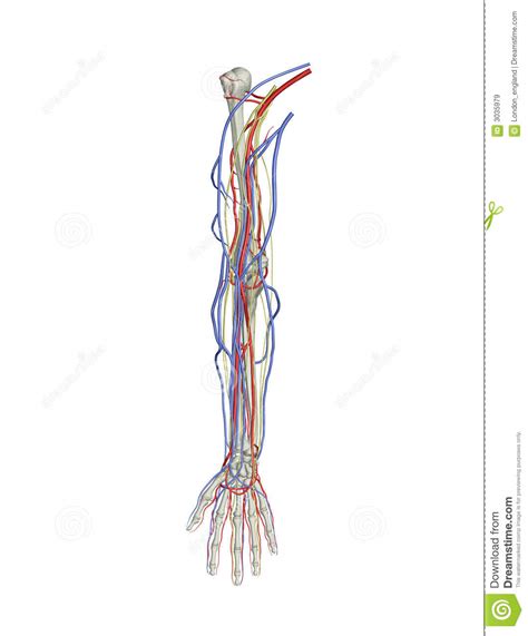 Arm Arteries Veins Nerves Royalty Free Stock Images