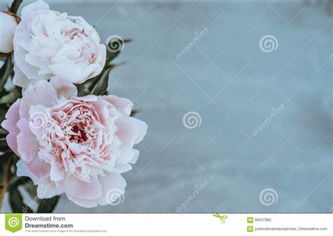 Pink Peonies Picture Image 99337962