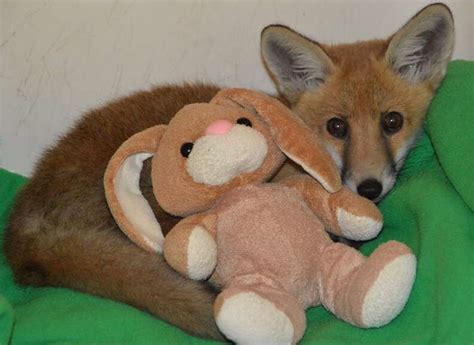 Little Injured Fox Drags His Legs To Man Who Can Help Him The Dodo