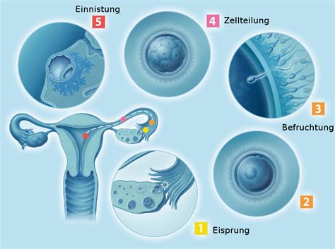 Dieses hormon lässt die körpereigene. Zweite Schwangerschaftswoche (2. SSW) - Schwangerschaft.net