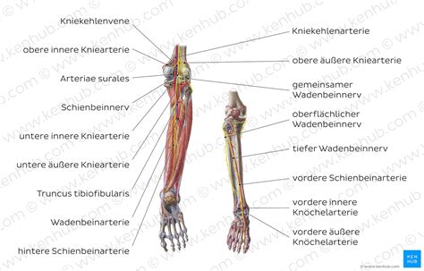 Nervus Suralis Anatomie Verlauf Funktion Und Biopsie Kenhub