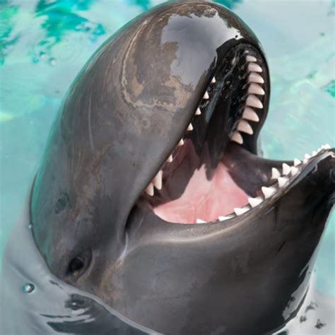 Meet Chester The False Killer Whale Calf Sunset Magazine