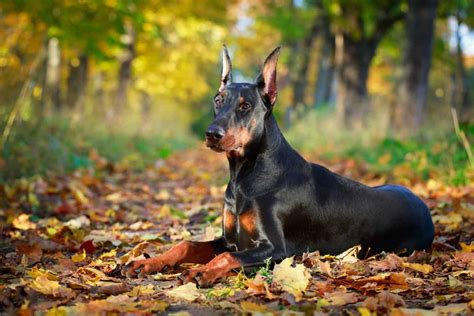 German Shepherd Doberman Mix One Of The Best Breeds K9 Web