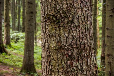 Bark Of A Spruce Tree Pine Nature Stock Image Image Of Plant