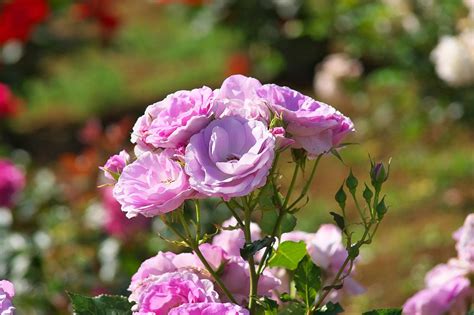 It has tubular purple flowers that appear as if they are dropping down from the hairy foliage and stem. The Meaning of Dark Purple Roses That'll Make You Love ...