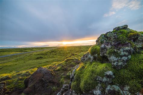 The Benefits Of Icelandic Moss About Icelands Rich Plant Life