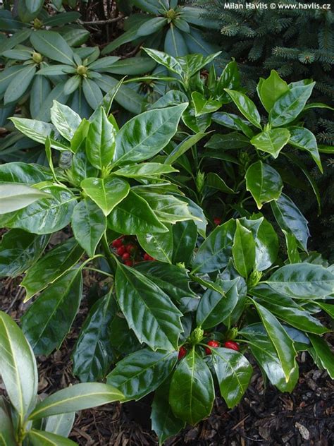 This flowering evergreen reaches heights of only 3. Aucuba japonica 'ROZANNIE' - Havlis.cz