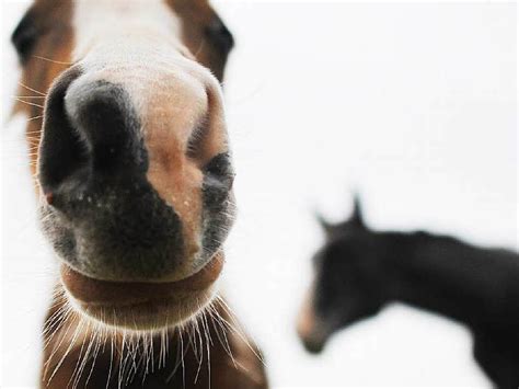 It may result in small blisters in groups often called cold sores or fever blisters or may just cause a sore throat. Herpes in Freiburger Pferdestall: Zwei Tiere schon eingeschläfert - Freiburg - Badische Zeitung