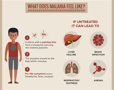 Malaria What You Need To Know Mybiosource