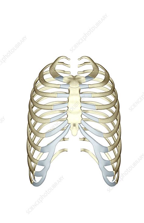 The Ribs Stock Image F0014547 Science Photo Library