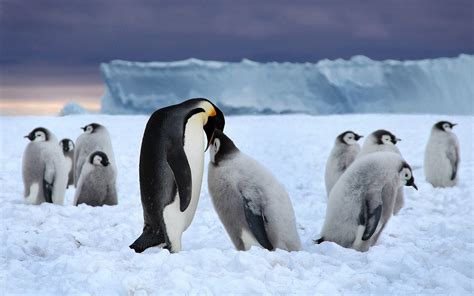Mother Penguin Feeding His Young Hd Animals Wallpapers