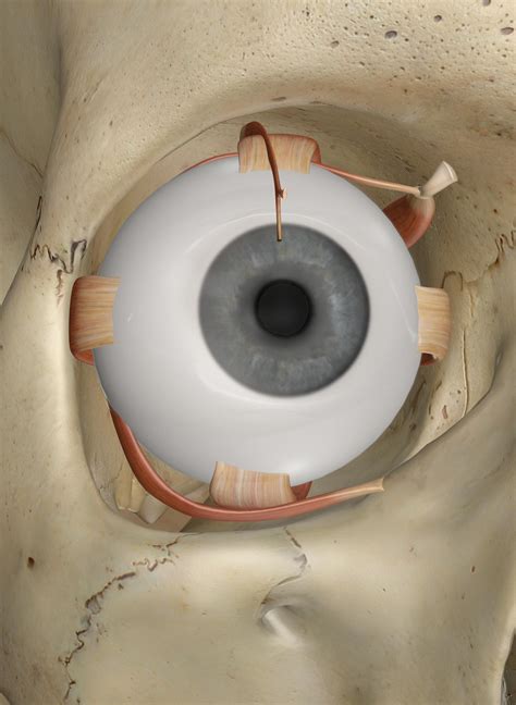 The Muscles Of The Eye Anatomy And 3d Illustrations