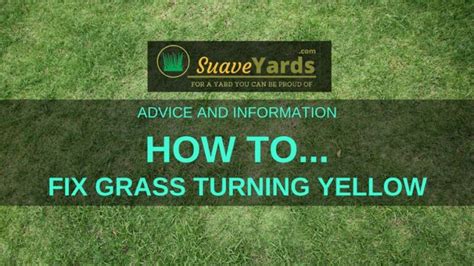 Make Grass Green Again How To Fix Grass Turning Yellow After Fertilizing