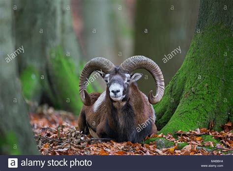 Mouflon Ovis Orientalis Ram Fotos Und Bildmaterial In Hoher Auflösung