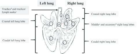 Anatomy Of The Pig Lung Diagram From Cl Pavaux 26 The Black
