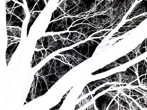 Negative Black Photography Bw Art Design Winter Tree Flickr