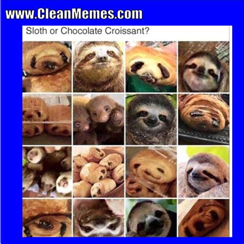 Funny Clean Sloth Memes