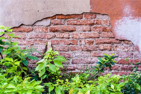 Old Brick Wall And Plants Stock Image Image Of Plant 78259665
