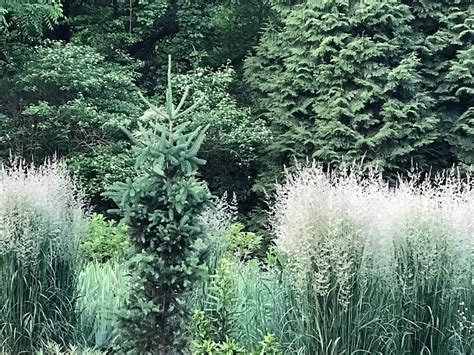 The tree will tolerate partial shade but its growth will be slowed. Plants for Compact Spaces, Part II: Nine Amazing Dwarf ...