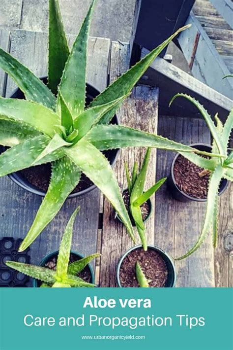 20 Different Types Of Aloe Plants With Pictures Care And Growing