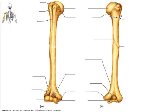 Humerous Anterior View - Humerus in situ proximally the humerus