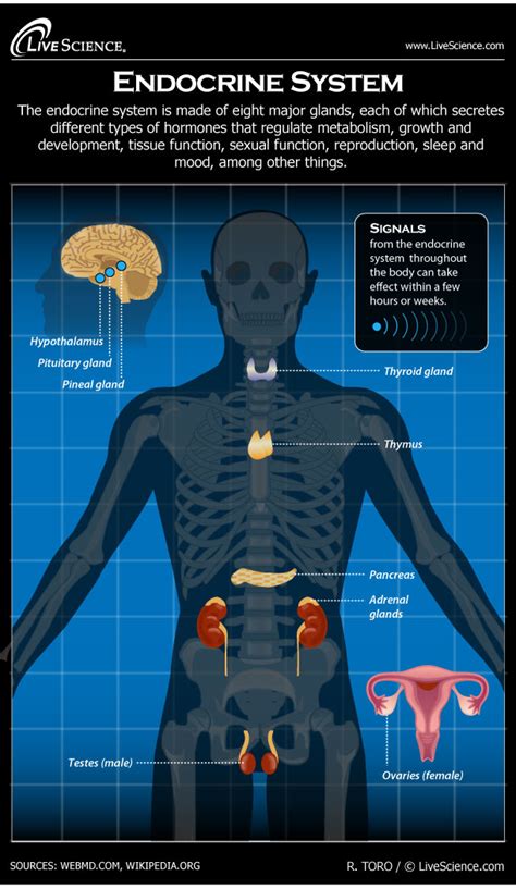 Endocrine System Facts Functions And Diseases Live Science