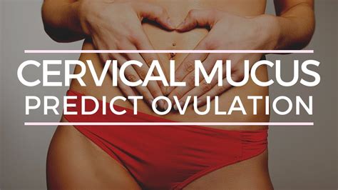 Checking Cervical Mucus To Predict Ovulation How To Everything Else