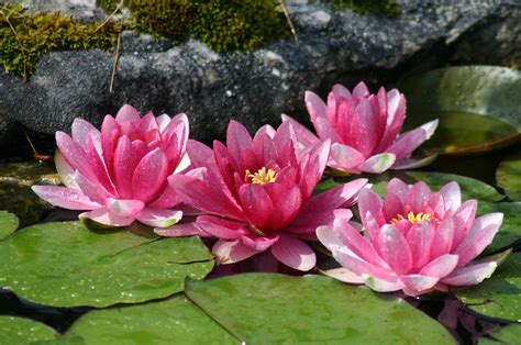 Lotus Flowers Taken At The Norfolk Botanical Gardens Visi Flickr