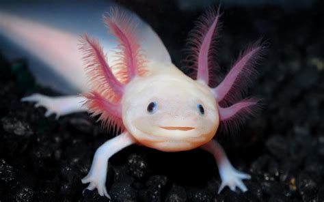 Axolotl Facts Information Lolly Brown