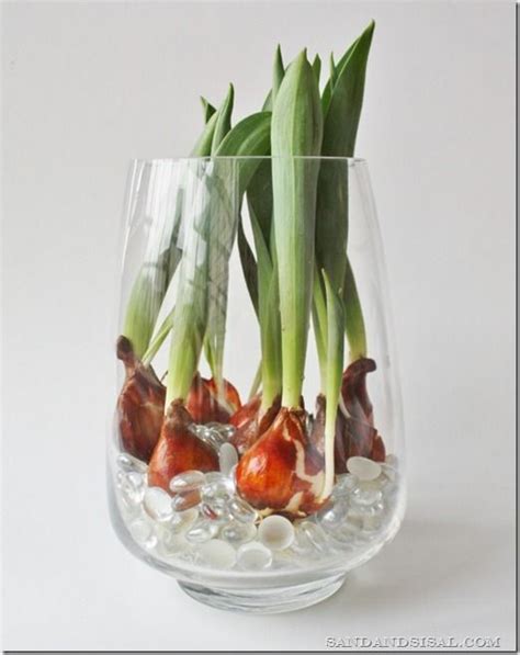 How To Force Tulip Bulbs In Water Diy Real Growing Tulips Tulips