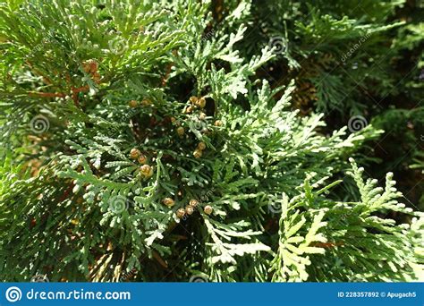 Light Brown Cones In The Leafage Of Thuja Occidentalis Stock Photo