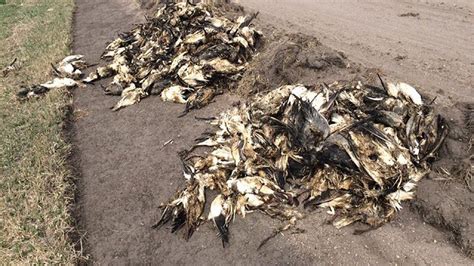 Illegal Disposal Of Dead Geese In Merrick County