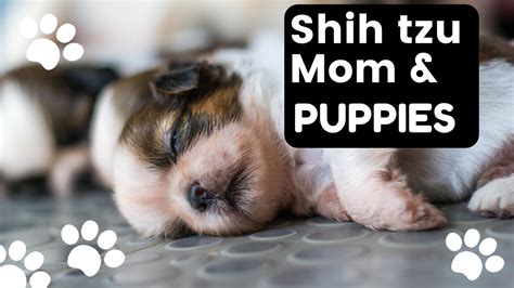 Adorable Shih Tzu With Newborn Puppies Youtube