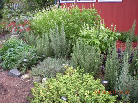 A Beginners Guide To The Herb Garden Nelsons Herbs Blog