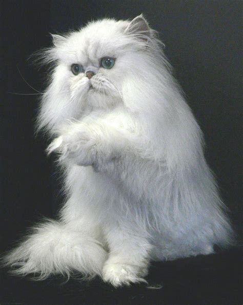 White Persian Cat Price In Pakistan Dogs And Cats Wallpaper