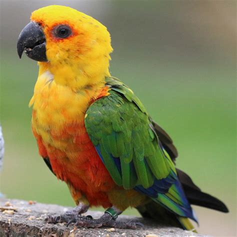 Hybrid Parrots