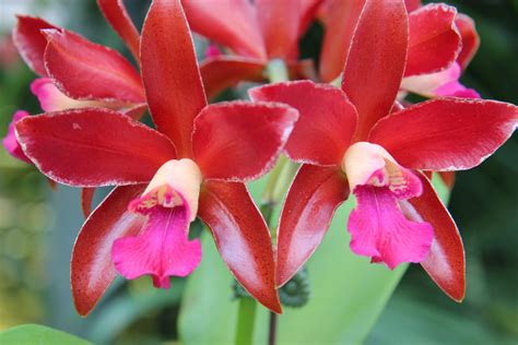 Orchids Cattleya Terra Greenhouse Orchids Gardening Rose Plants Color Gardens