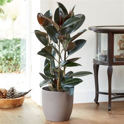 Indoor Plants 9 Statement Houseplants For Your Home And Office