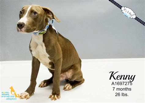 The humane society of broward county is proud to be a purina shelter champions partner. Hi, my name is Kenny & I'm available for adoption at ...