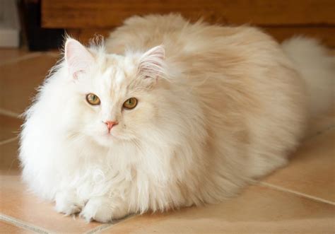 Long Haired Cats History Personality And Allergies